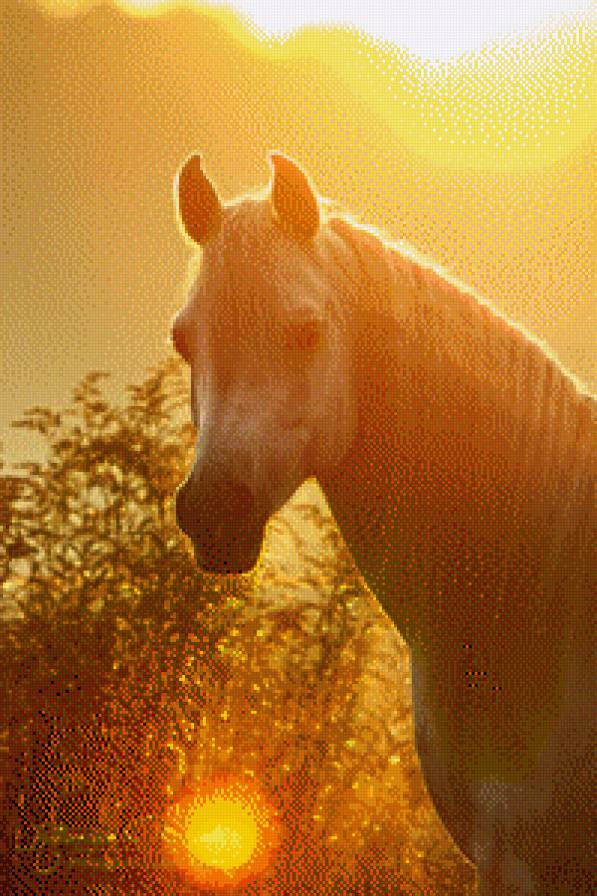 Лошадь - лошади, лошадь, утро, солнце, солнышко - предпросмотр