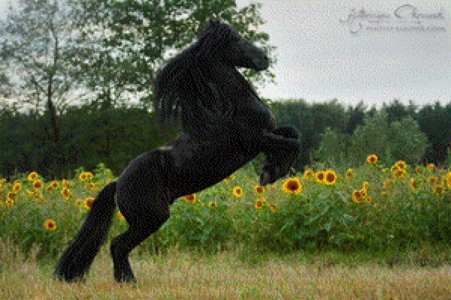 Вороная лошадь. - лошадь, фриз, лошадь фризской породы, фризская лошадь, лошади - предпросмотр