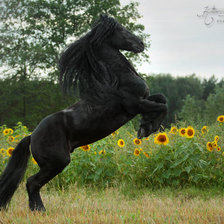 Схема вышивки «Вороная лошадь.»
