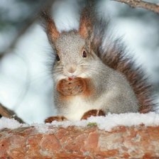 Схема вышивки «Белка в лесу»