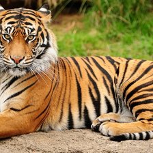 Схема вышивки «Тигр»