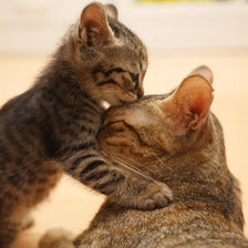 Схема вышивки «Котенок»