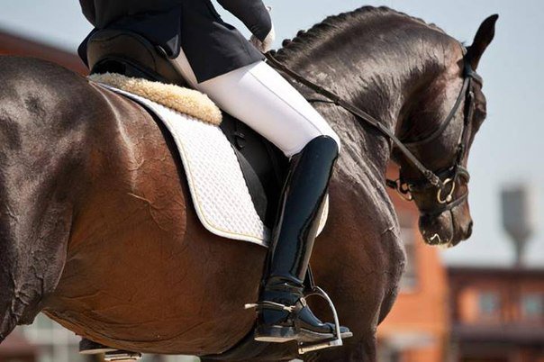 выездка3 - конный спорт, лошадь, животные - оригинал