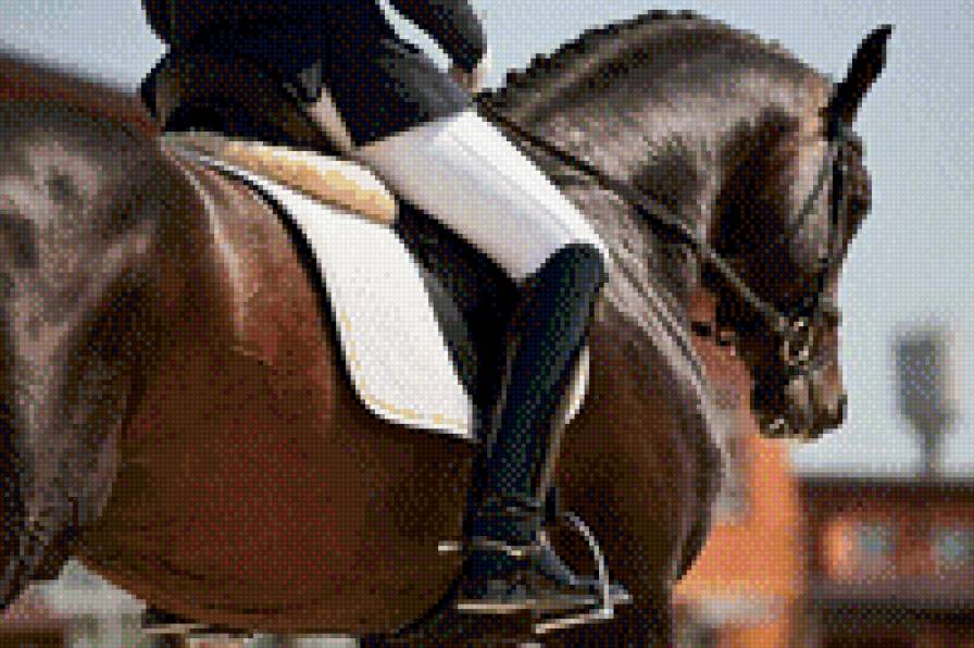 выездка3 - лошадь, животные, конный спорт - предпросмотр