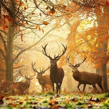 Схема вышивки «олени»