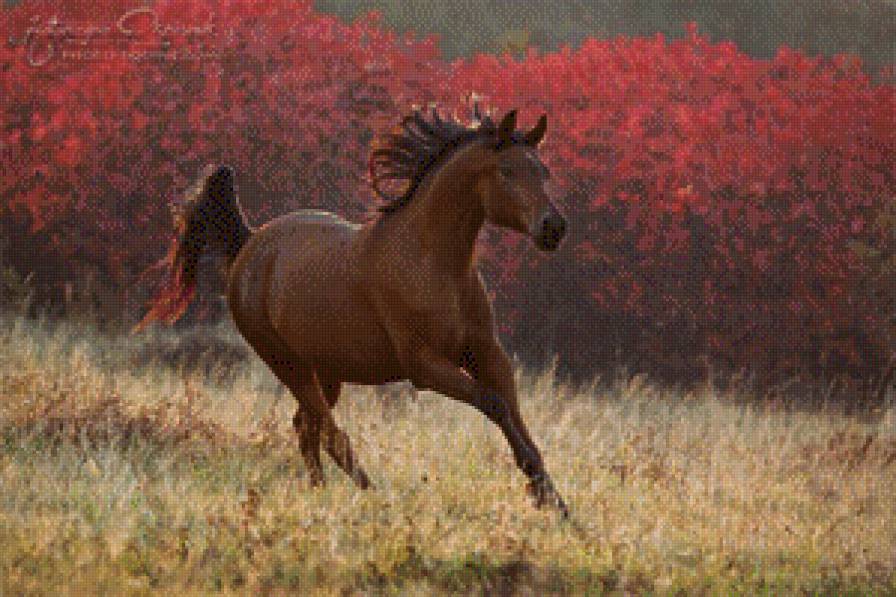 Лошадь - лошади, лошадь - предпросмотр