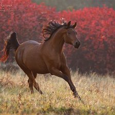 Схема вышивки «Лошадь»