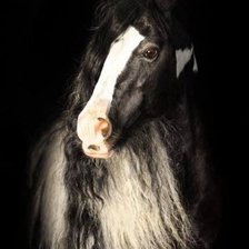 Схема вышивки «Лошадь породы тинкер.»