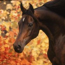 Схема вышивки «Лошадь»