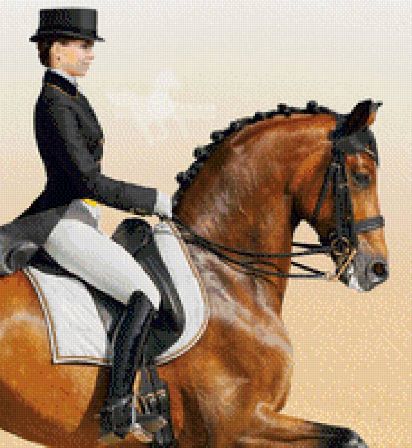 выездка4 - лошади, конный спорт - предпросмотр