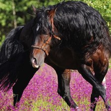 Схема вышивки «Жеребец»
