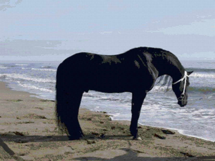 Лошадь и море. - лошадь, жеребец, море, лошади - предпросмотр