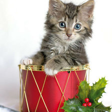 Схема вышивки «Котенок»