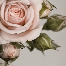 Схема вышивки «роза1»