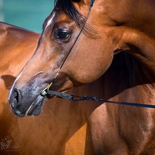 Схема вышивки «Арабчик»