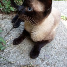 Схема вышивки «№1103012»