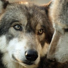 Схема вышивки «№1103134»