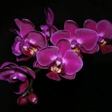 Схема вышивки «№1103332»