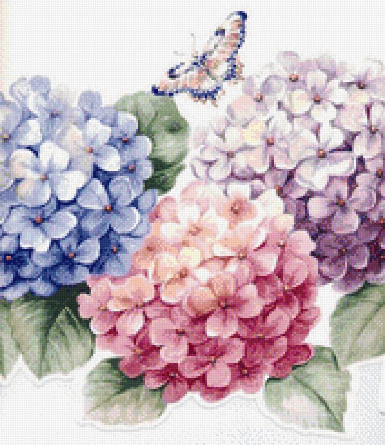 гортензии - цветы, гортензии, букеты - предпросмотр