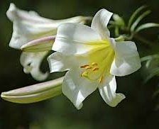 Схема вышивки «Лилия»