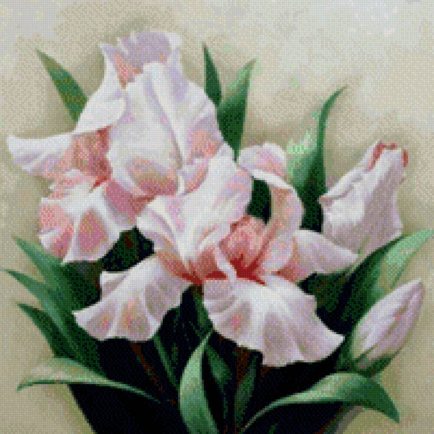 Розовые ирисы - ирисы, цветы - предпросмотр