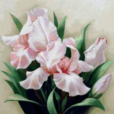 Розовые ирисы