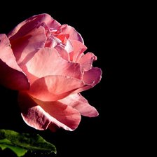 Схема вышивки «Роза 2.»