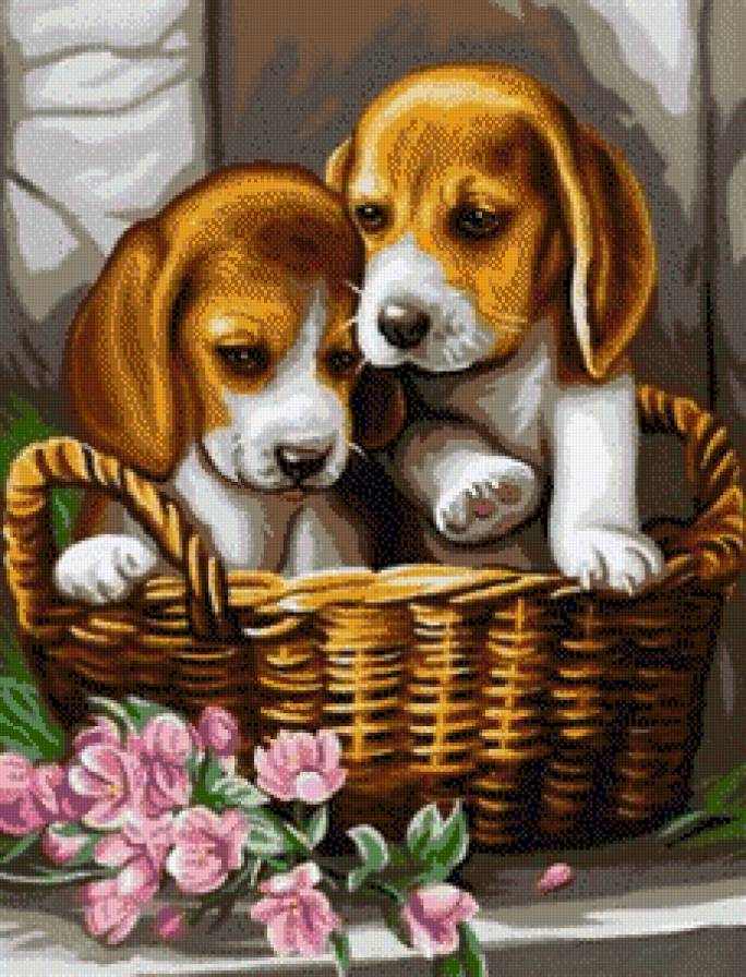 милые малыши - щенок, бигль, розовые цветы, корзина, домашние животные, собака - предпросмотр