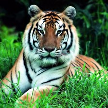 Схема вышивки «тигр в траве»