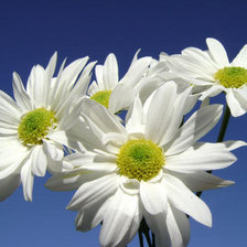 Схема вышивки «Ромашки»