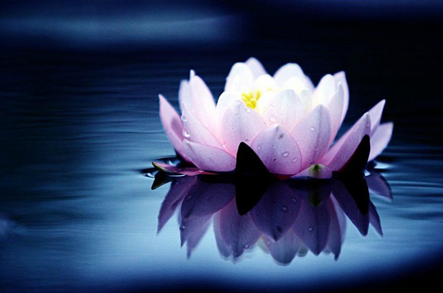 Идеал - вода, цветы, кувшинка - оригинал