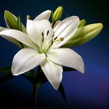 Схема вышивки «Чистота»