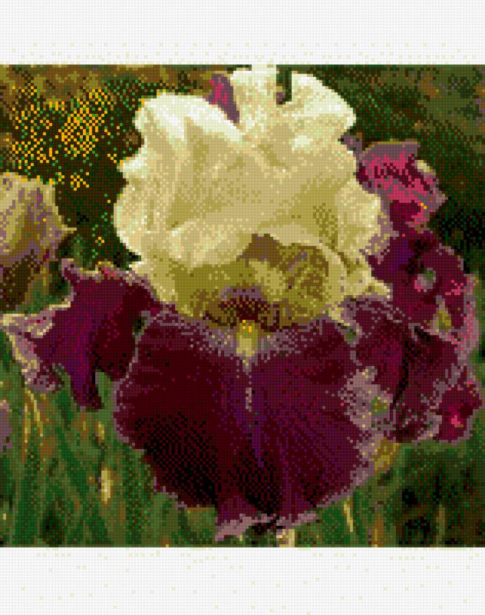 ирис - ирис, сад, цветы - предпросмотр