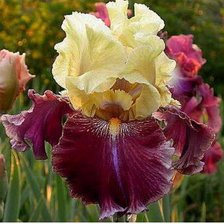 Схема вышивки «ирис»