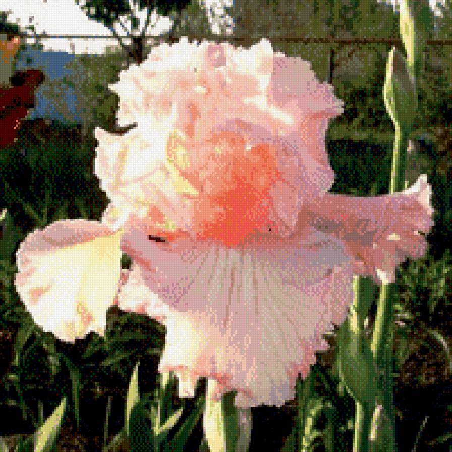 розовый ирис - цветы, сад, ирис - предпросмотр