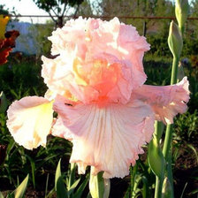 Схема вышивки «розовый ирис»