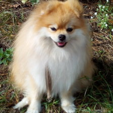 Схема вышивки «шпиц»