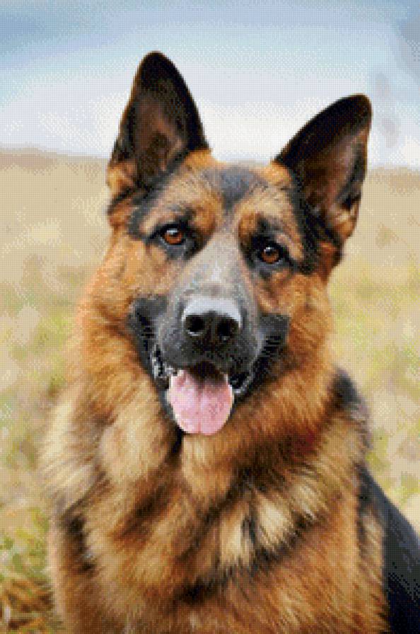 №1104876 - немецкая овчарка - предпросмотр