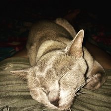 Схема вышивки «Котик»