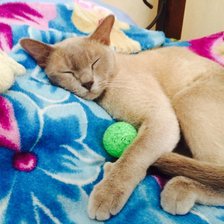 Схема вышивки «Кот»