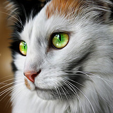 Схема вышивки «котяра»