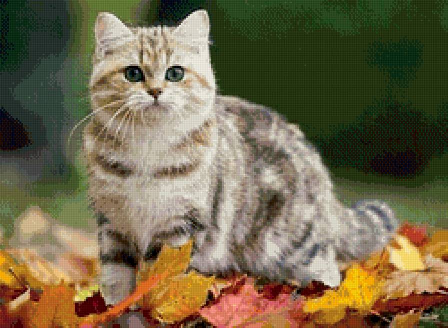 Красавчик - кот, осень, листья, симпатяга - предпросмотр