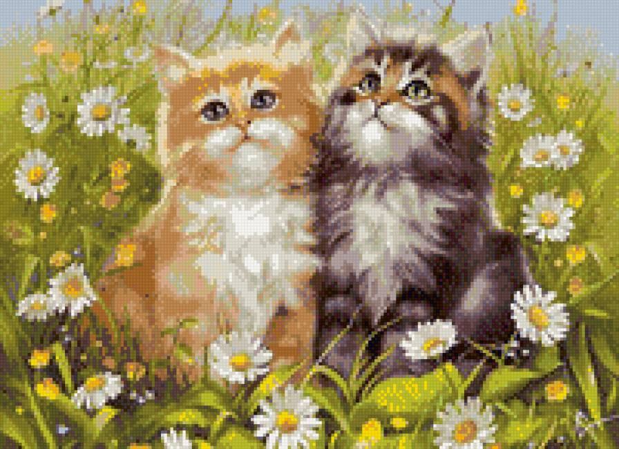 Машки в ромашках - котята, ромашки - предпросмотр