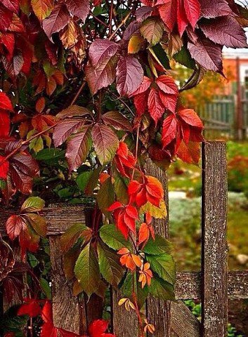 №1105319 - оригинал