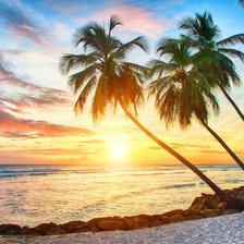 Схема вышивки «пальмы»