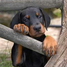 Схема вышивки «щенок»