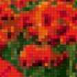 Предпросмотр схемы вышивки «маки» (№1105645)