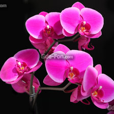 Схема вышивки «№1105670»