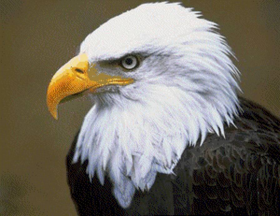 орел - птица - предпросмотр