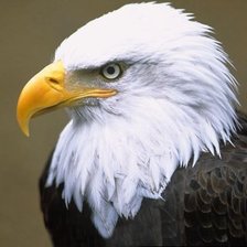 Схема вышивки «орел»